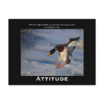 Attitude Mallard Duck Motivational Postcards
