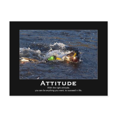 Attitude Mallard Ducks Motivational Postcards by HANDPRINTS
