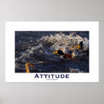 Attitude Mallard Ducks Motivational Posters