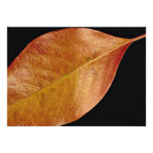 Attractive Black cherry leaf Personalized Announcements
