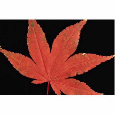 Attractive Japanese maple leaf Acrylic Cut Out by inspirelove