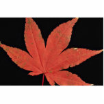 Attractive Japanese maple leaf photo sculptures