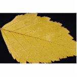 Attractive Paper birch leaf photo sculptures