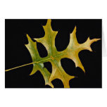 Attractive Scarlet oak leaf Greeting Card