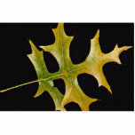 Attractive Scarlet oak leaf Photo Sculptures