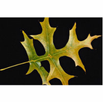 Attractive Scarlet oak leaf Photo Sculptures