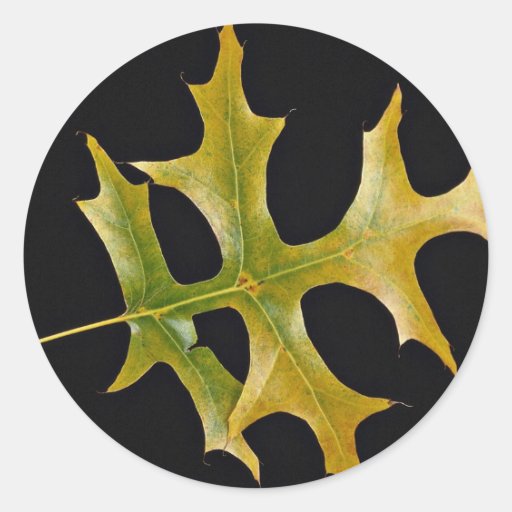 Attractive Scarlet oak leaf Round Sticker