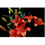 Attractive Spring lily, firecracker Cut Outs