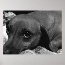 Audrey: Dachshund Dog
