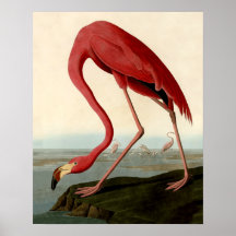 Audubon American Flamingo Print