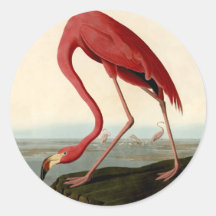 Audubon American Flamingo Sticker