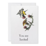 Audubon American Goldfinch