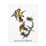Audubon American Goldfinch