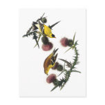 Audubon American Goldfinch