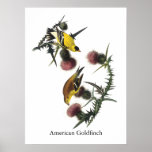 Audubon American Goldfinch