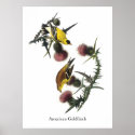 Audubon American Goldfinch posters