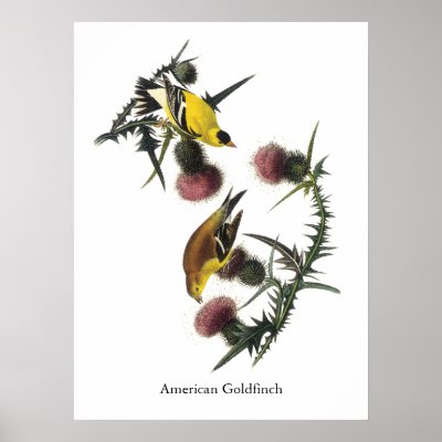 Audubon American Goldfinch by VintageCornerStore