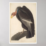Audubon California Vulture (2609A)