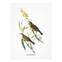 Audubon Dickcissel Personalized Invitations