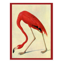 Audubon Flamingo Postcard