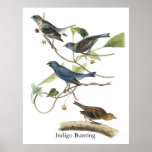 Audubon Indigo Bunting Print