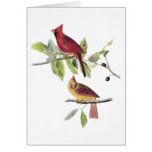 Audubon Northern Cardinal