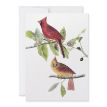 Audubon Northern Cardinal