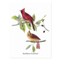 Audubon Northern Cardinal Postcard