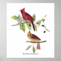 Audubon Northern Cardinal