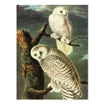 Audubon Owls Postcard