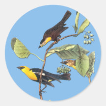 Audubon Yellow Headed Blackbird Bird Art Stickers