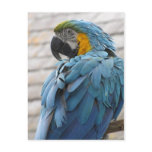 Audubon Zoo Post Card
