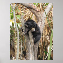 Audubon Zoo Poster
