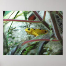 Audubon Zoo Poster