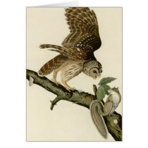 Audubon's Barred Owl Greeting Card