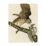 Audubon's Barred Owl Postcards