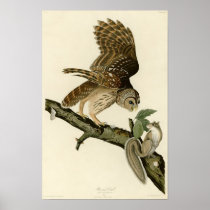 Audubon's Barred Owl