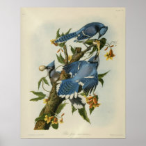 Audubon's Blue Jays