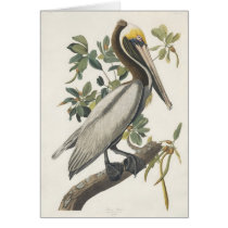 Audubon's Brown Pelican Greeting Cards