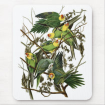 Audubon's Carolina Parakeets