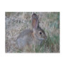 Audubon's Cottontail Post Card