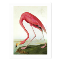 Audubon's Flamingo Postcard