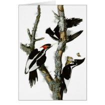 Audubon's Ivory-billed Woodpecker
