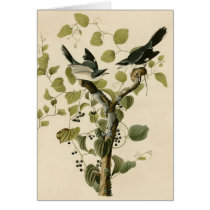 Audubon's Loggerhead Shrike