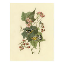 Audubon's Magnolia Warbler Post Card