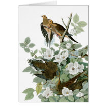 Audubon's Mourning Dove