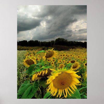 August rain,Sunflowers, Print by GinaSignore