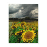 August storm , postcard