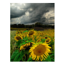 August storm , postcard