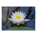 August Waterlily